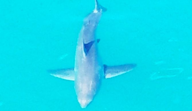 A photo of the shark, estimated to be 10-feet in length, spotted near Huntington Beach Pier on Sunday. Photo: OC Register