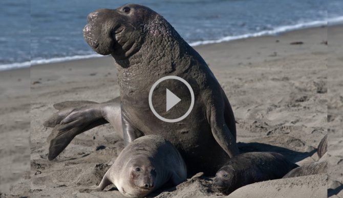 Elephant Seals Mating