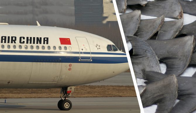 Shark fin ban air china