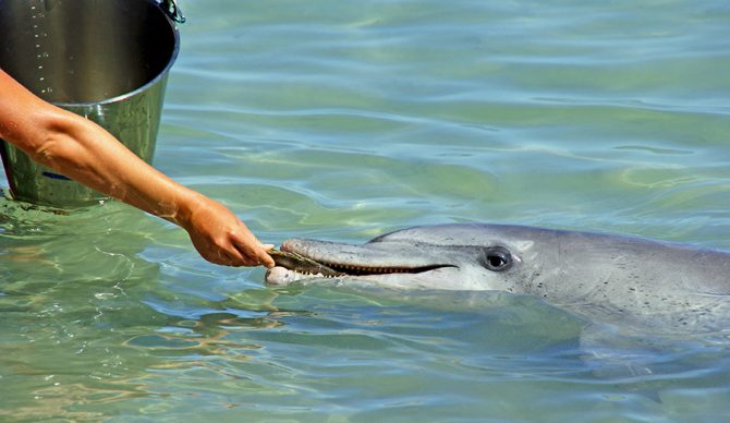 Gotta make sure we're treatin' these dolphins right. Dolphins are nice. Photo: Andy Tootell