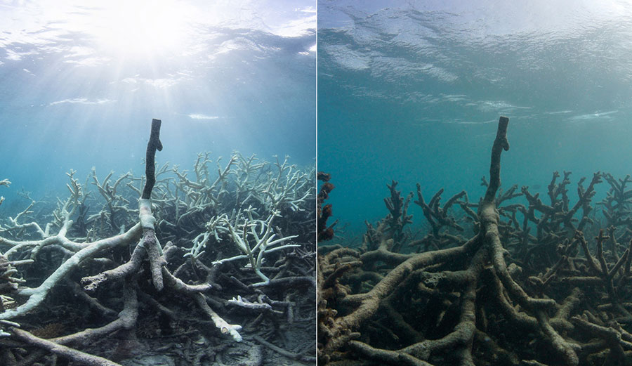 Before and after photos of coral bleaching on the Great Barrier Reef's Lizard Island. Photo: The Ocean Agency/XL Catlin Seaview Survey