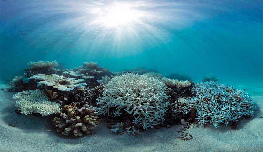 A bleached coral reef in the Maldives. Photo: The Ocean Agency/XL Catlin Seaview Survey