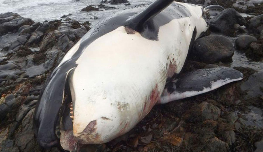 Lulu the killer whale, who washed up on Tiree last year, was full of PCBs. Photo: The Independent