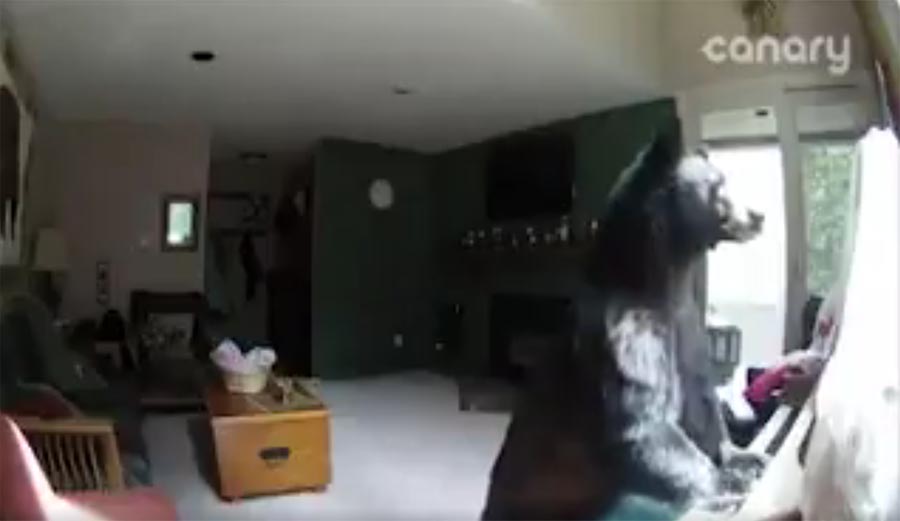 Watch This Crazy Bear Break Into A Vail Colo Home And Play The Piano