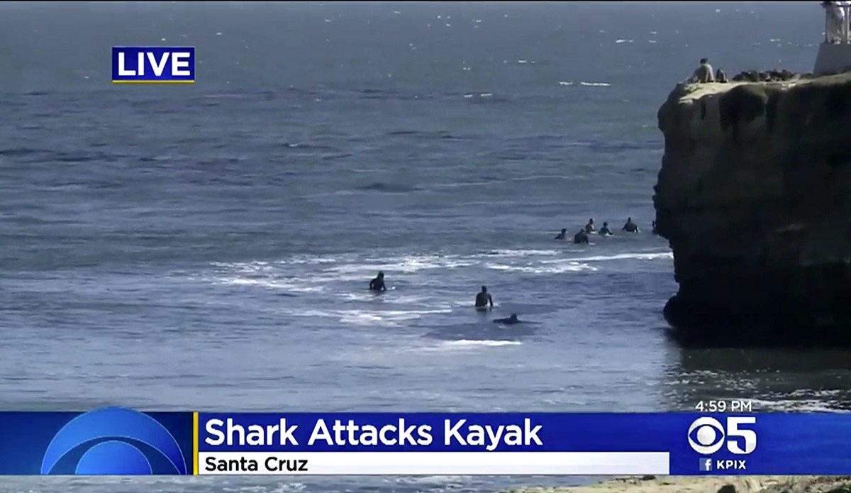 Shark Attacks Kayak Outside of Steamer Lane Prompts 4 Day Beach