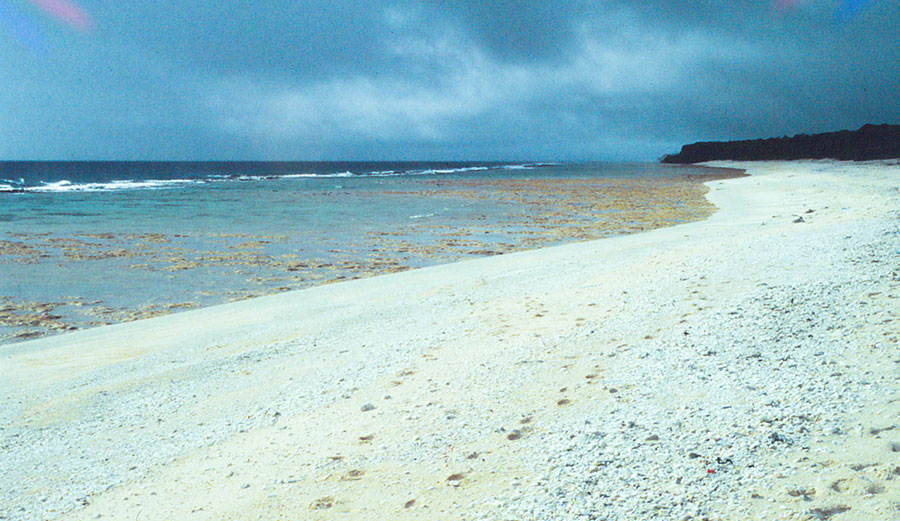 Henderson Island in happier times. Photo: Marshall Weisler, Author provided