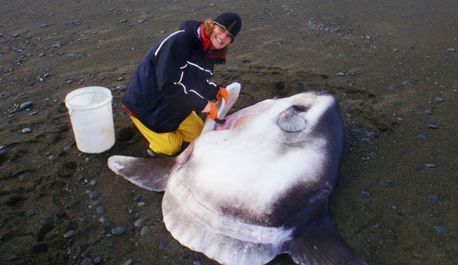 A beached hoodwinker sunfish, the new species described by researchers from Murdoch University. Image: Murdoch University