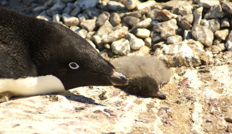 An Adelie penguin chick lies dead after its parents had to travel too far for food. Photo: CNN