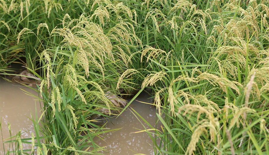 The rice was grown on a salty beach in the Yellow Sea. Image: South China Morning Post