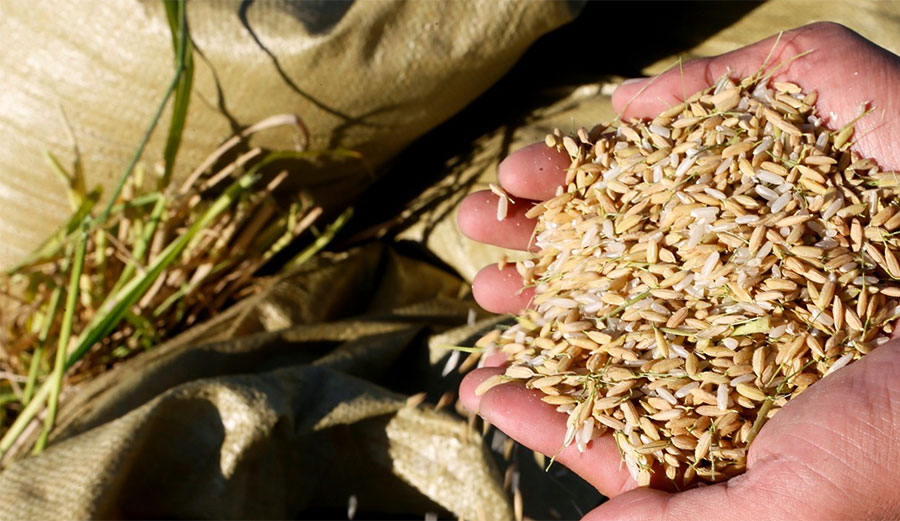 The new rice is a result of decades of research. Image: South China Morning Post