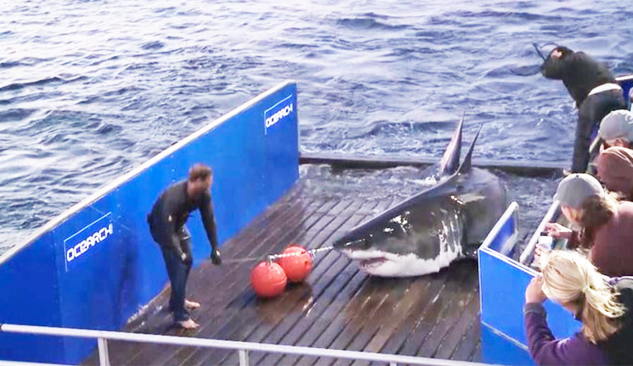 Great white 'Mary Lee' heads back north