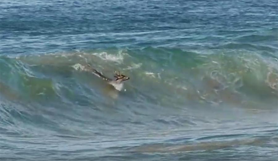 watch-this-deer-escape-a-pack-of-wild-dogs-by-bodysurfing-shorebreak-in-mexico-the-inertia
