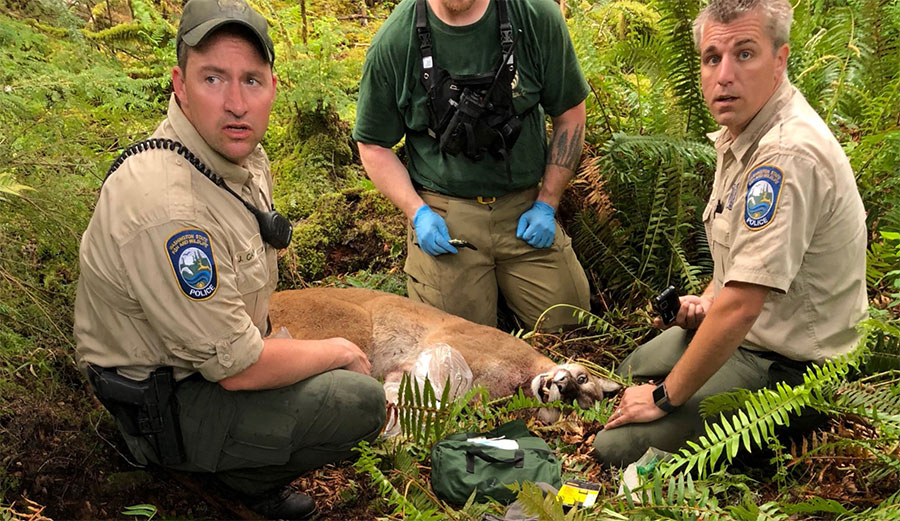 Cougar Attack In Washington Leaves One Mountain Biker Dead, One ...