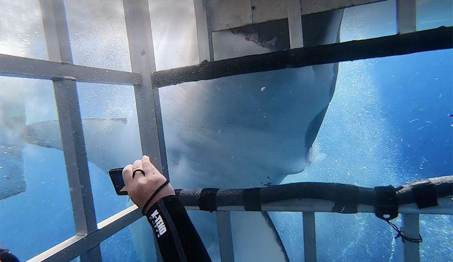 incredible-video-shows-great-white-shark-violently-shaking-shark-diving