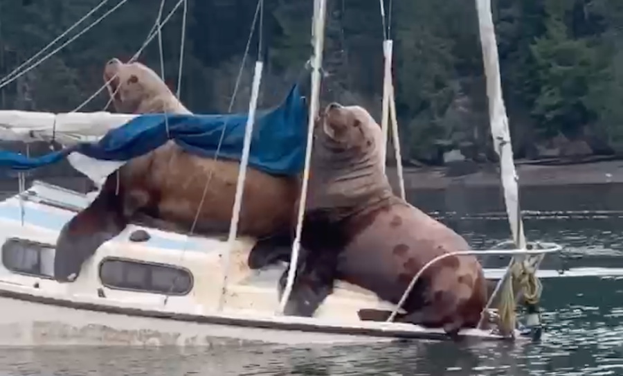 Check Out the Size of These Monster Sea Lions The Inertia
