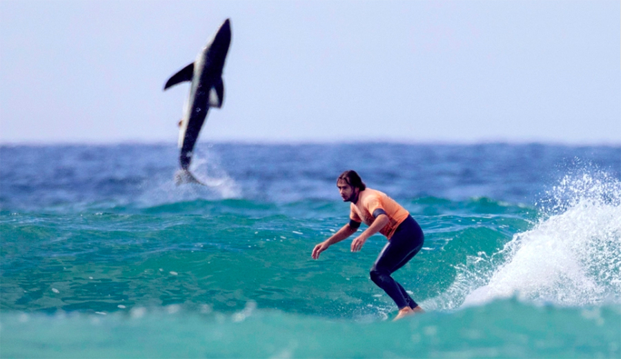 Great White Shark Breaches At San Onofre During Surf Competition | The ...