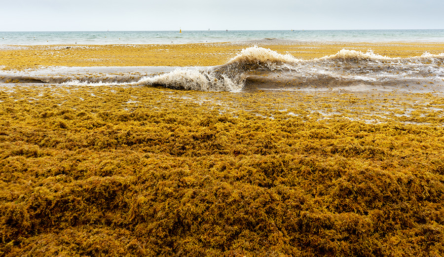 Giant Seaweed Bloom Headed for Florida Is Twice the Width of U.S.