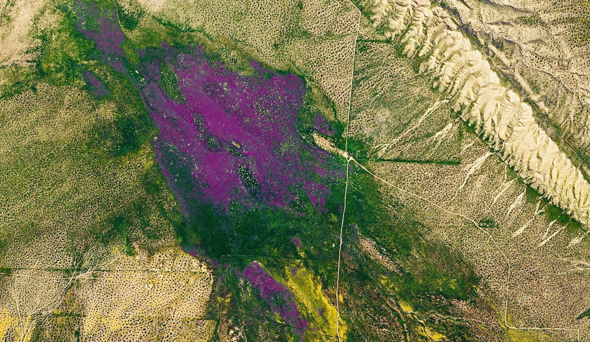 California's Superbloom Is Now Visible from Space