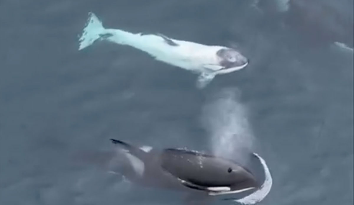 SuperRare White Orca Named Frosty Seen 10 Miles Off Malibu