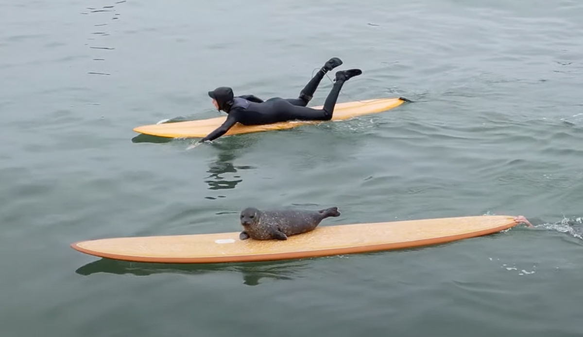 Surfing Baby Seal Hangs Ten With San Diego Locals 