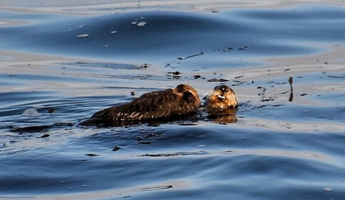 Surfboard Stealing Otter 841 Seen With Pup