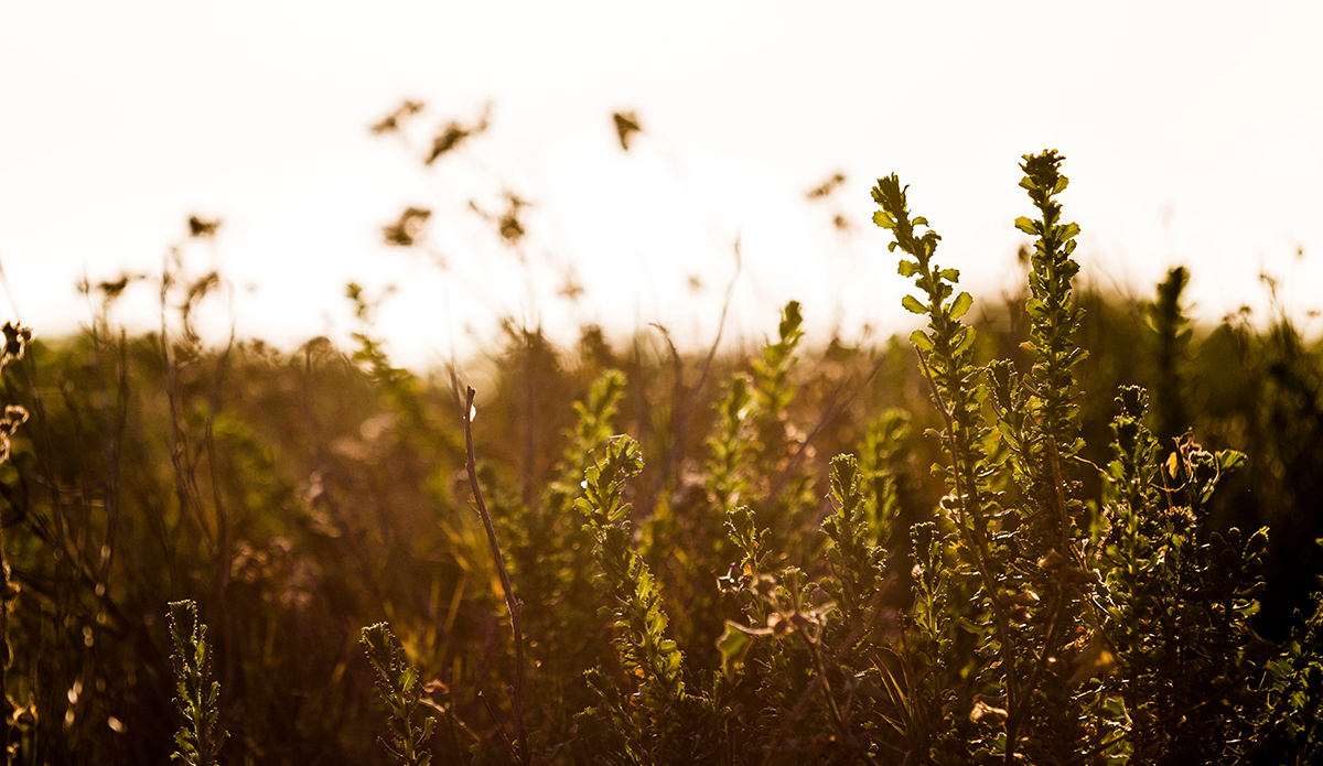 It felt as if golden hour was endless. Photo: <a href=\"http://www.corygehrphoto.com/\">Cory Gehr Photography</a>