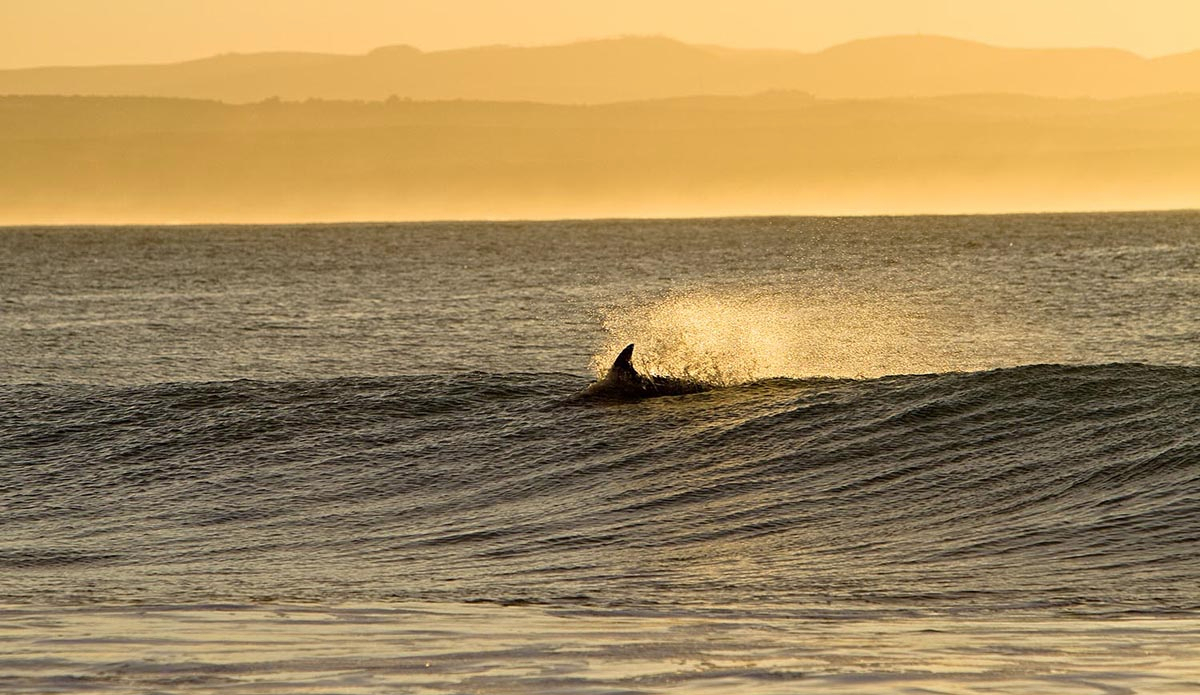 There are many fins to consider in South Africa: sunfish, dolphin, orca, whale, and, of course, the shark. A dolphin breaks the surface at J-Bay’s famous Supertubes right where Fanning had the historically famous encounter.   Photo: <a href=\"https://instagram.com/alanvangysen\">Alan Van Gysen</a>