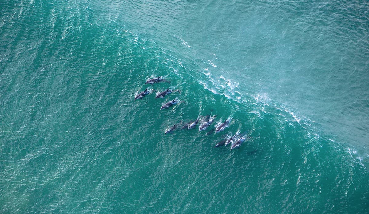 No mistaking their fins from the air—the beautiful and true wave warriors of Jeffrey’s Bay:  the bottlenose dolphin.  Photo: <a href=\"https://instagram.com/alanvangysen\">Alan Van Gysen</a>