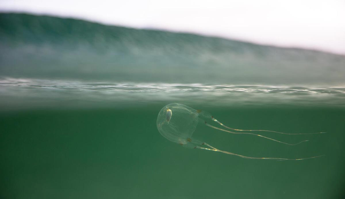 The cold waters of Cape Town are alive with sea creatures of every shape and size. A non-lethal box jellyfish cruising below the lineup in Kommetjie.  Photo: <a href=\"https://instagram.com/alanvangysen\">Alan Van Gysen</a>