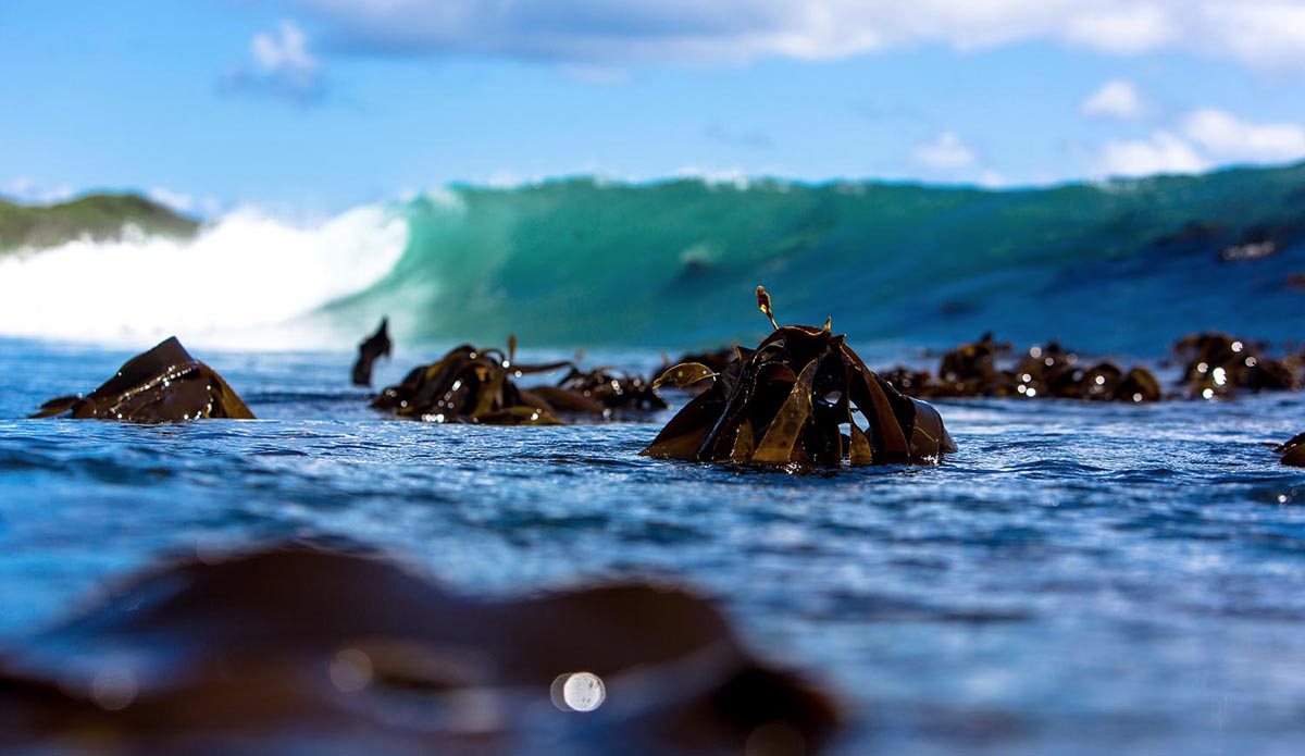 As in most third world countries around the world, South Africa is suffering one of its worst poaching eras in recent years. From rhinos and elephants for their tusks to the land, abalone, and crayfish from the sea. The problem is far-reaching and devastating to witness. Thanks to the decimation of the abalone population around the Cape, thick bull kelp has sprang up, rampantly affecting many good surf spots. The abalone feeds off kelp, and in a stable ecosystem, would keep the balance in check and fins free of multiple speed bumps down the line.  Photo: <a href=\"https://instagram.com/alanvangysen\">Alan Van Gysen</a>