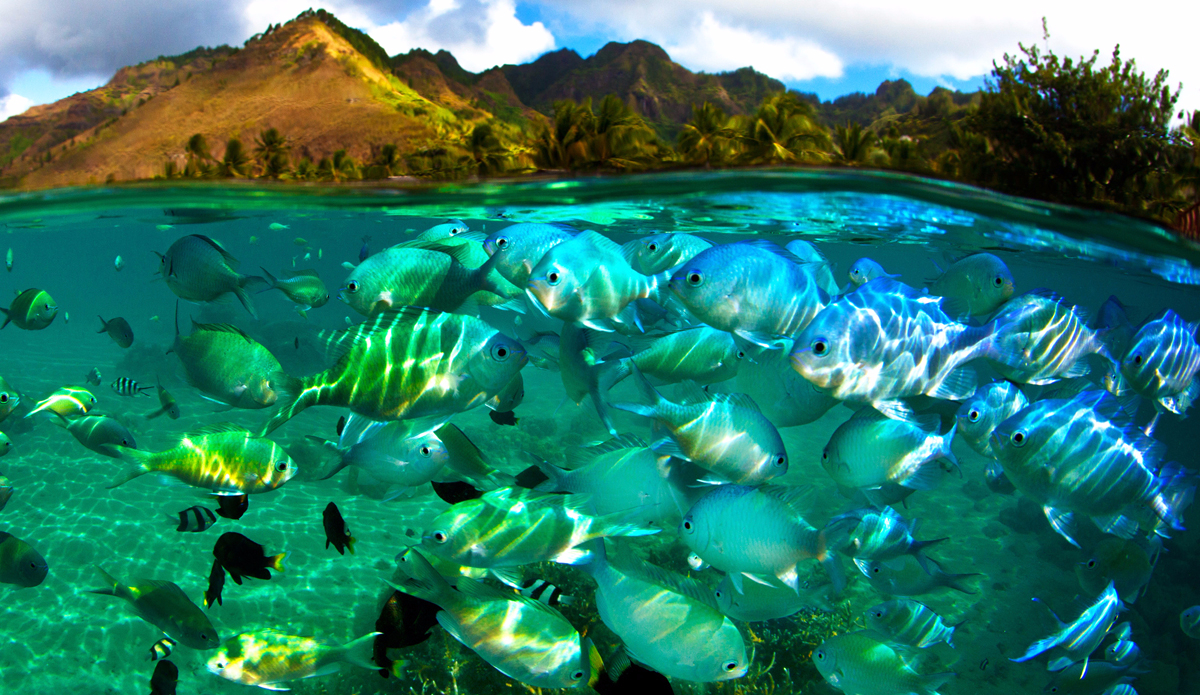 Fish bowl. Photo: <a href=\"http://adamduffyphotography.com\">Adam Duffy Photography</a>