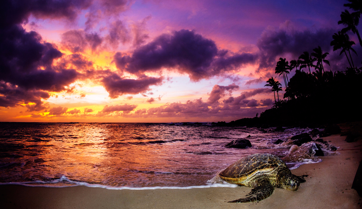 Sleeping honu. Photo: <a href=\"http://adamduffyphotography.com\">Adam Duffy Photography</a>