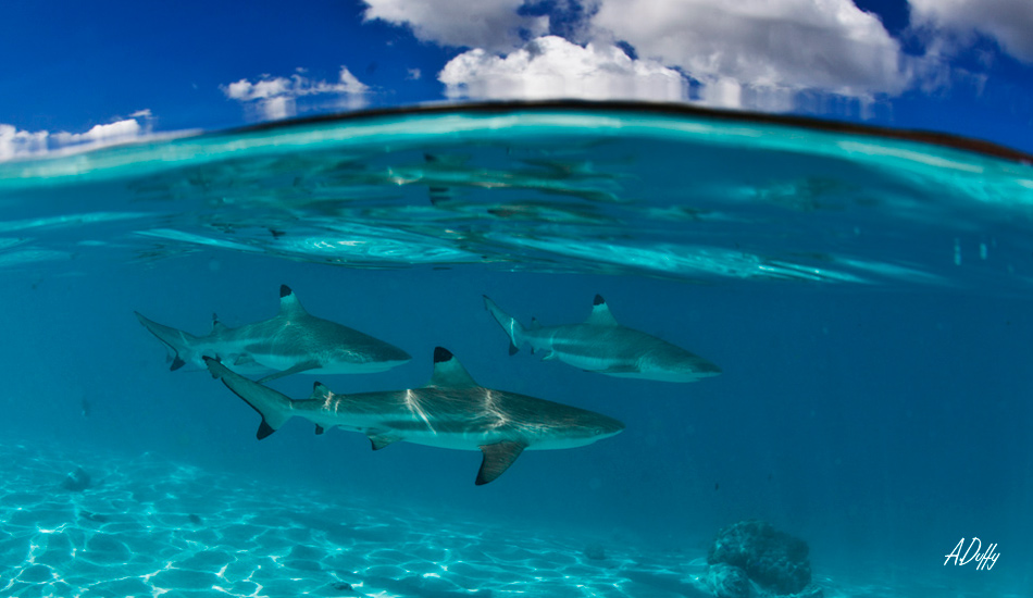 The most peaceful place on earth, where all creatures come together. Photo: <a href=\"http://adamduffyphotography.com/\">Adam Duffy.</a>