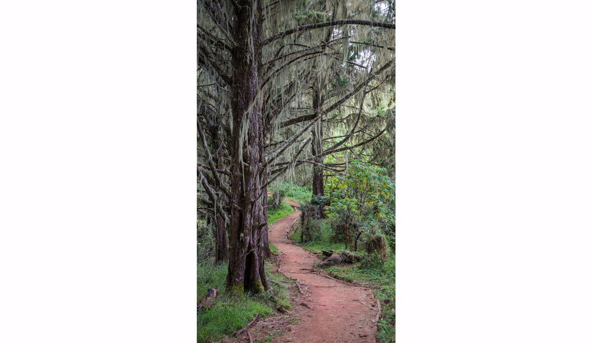 Rain forest trails to higher terrain. Photo: <a href=\"http://charlesaudet.com/\">Charles Audet</a>