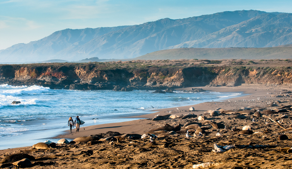 Elephant Seals are the real locals at this beach. Them and the other giant creatures that lurk here–but let\'s not talk about them. Photo: <a href=\"http://abowlin.wix.com/andybowlinphoto\">Andy Bowlin</a>