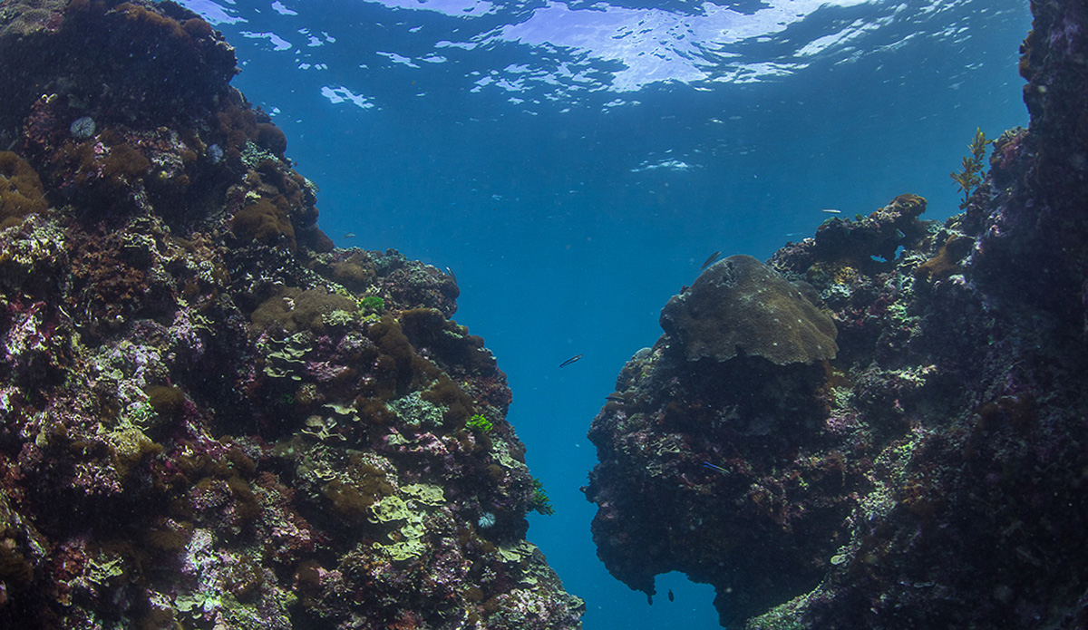 The reef was alive and well with plenty of fish swimming around. Photo: Austin Robertson