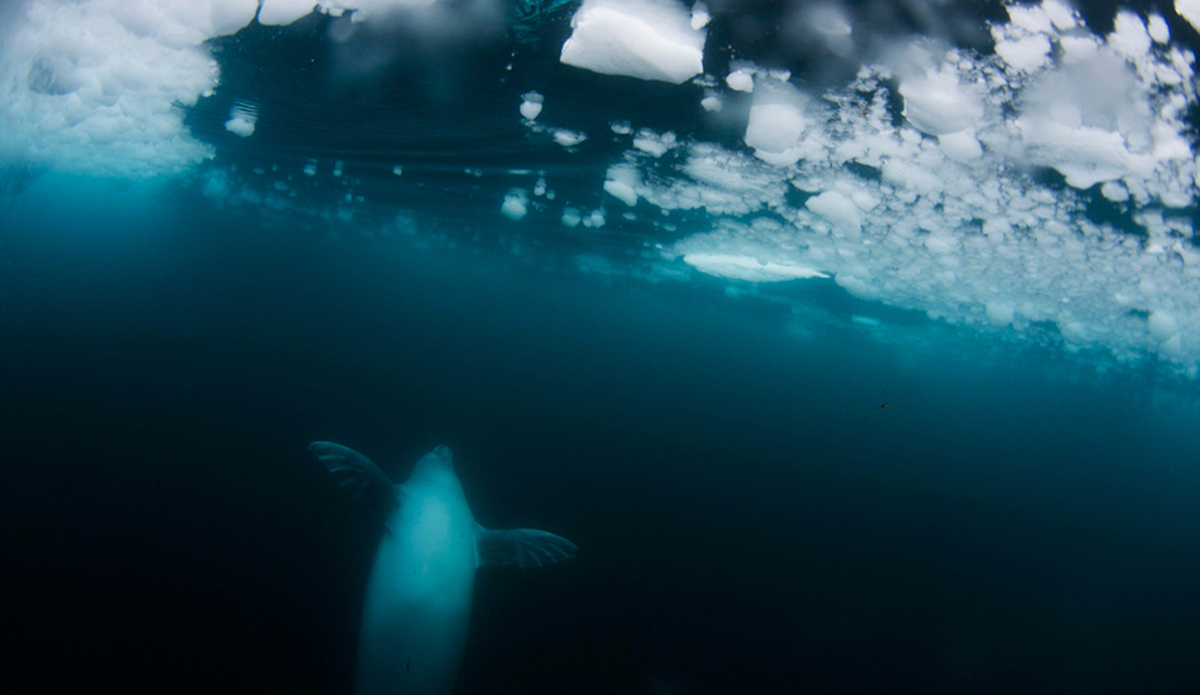 Crabeater Seal; Enterprise Island; Antarctica. Photo: <a href=\"https://instagram.com/krystlejwright/\">Krystle Wright</a>