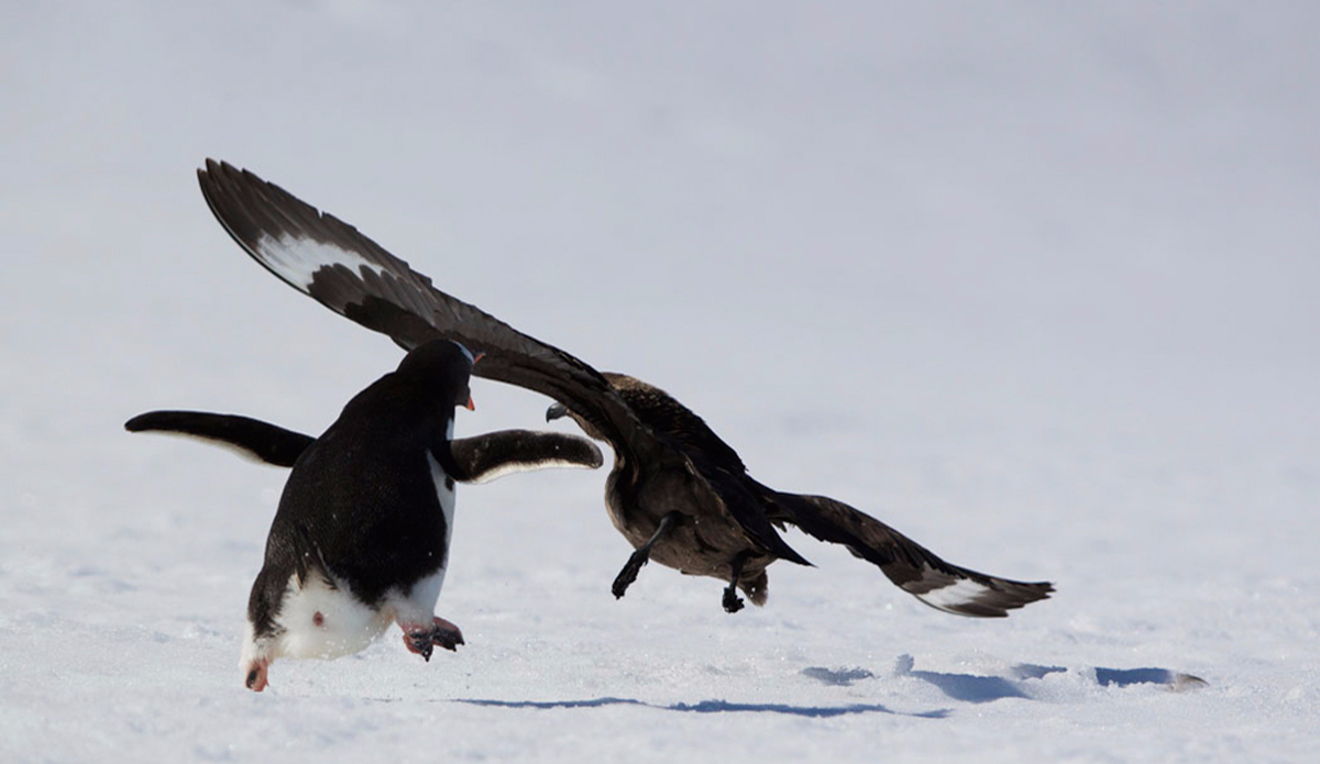 Gentoo Penguin chasing a Skua; Cuverville Island; Antarctica. Photo: <a href=\"https://instagram.com/krystlejwright/\">Krystle Wright</a>