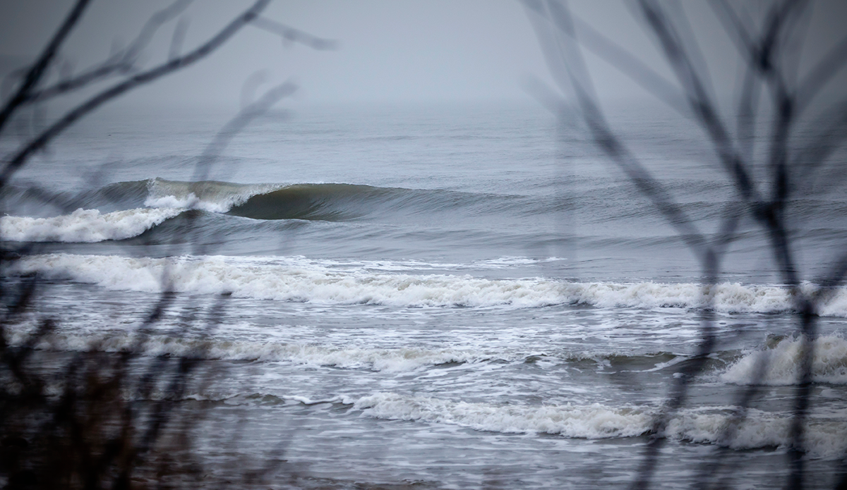 Snipe. Photo: <a href=\"https://www.facebook.com/balticsurfscapes\" target=\"_blank\">Facebook</a>