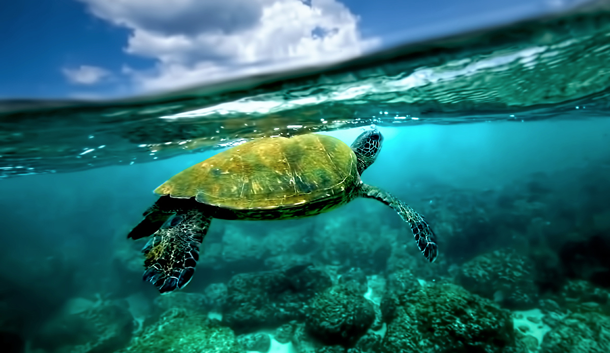 Swimming with these amazing animals is always a rush. Photo: <a href=\"http://craiglarsonimaging.com/\">Craig Larson</a>