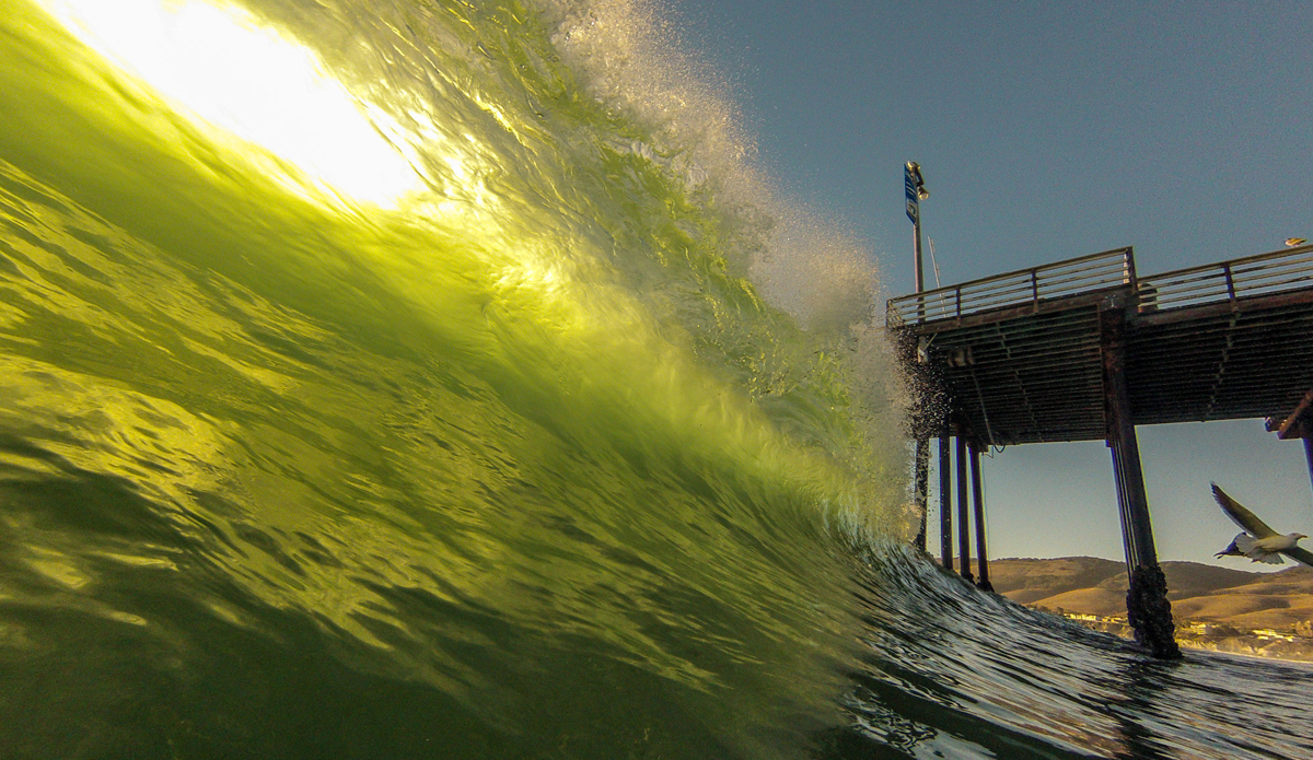 Yellow-green backlit beauties. Photo: <a href=\"http://www.colinrothphoto.com\">Colin Roth</a>