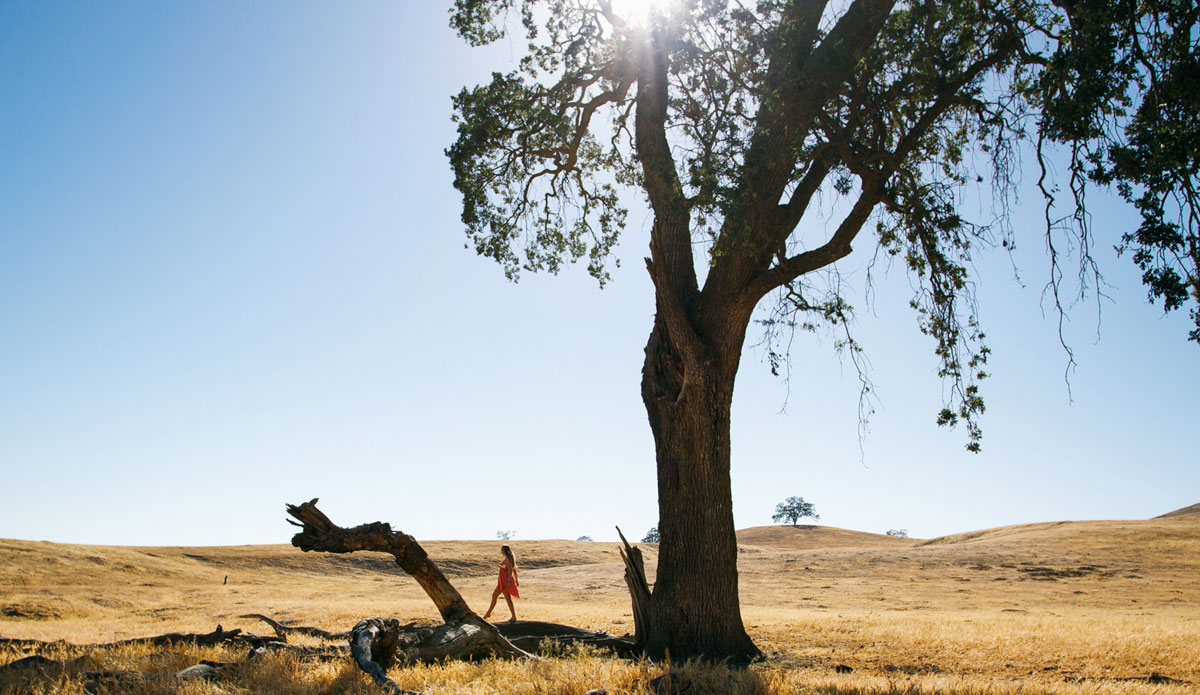 A golden summer is a good summer. Photo: <a href=\"http://www.colinnearman.com\">Colin Nearman</a>