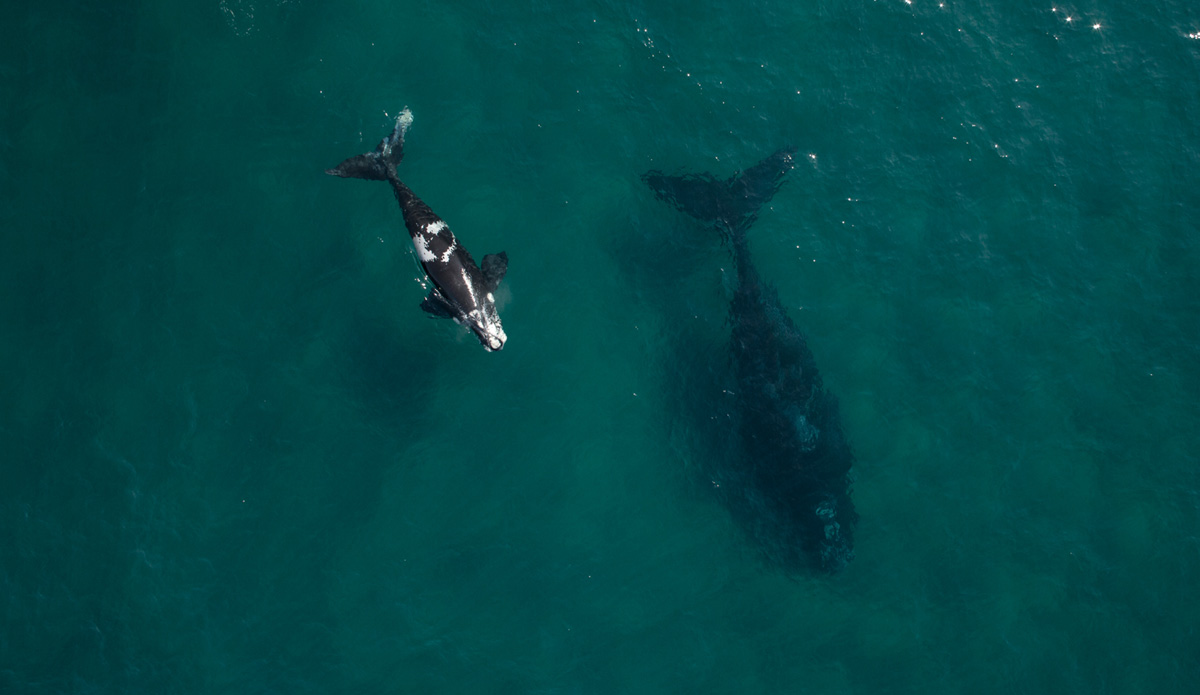 After working with my helicam for a couple of years, I finally had the skills to take the machine onto my boat and photograph over the ocean.
This image is of a newborn Southern Right Whale. It inspired me to keep working on the aerial side of my photography. Photo: <a href=\"http://craigparryphotography.com/\">Craig Parry</a>