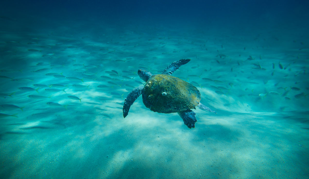 After shooting with a 14mm lens for most of the time I\'m under the water, I finally put a 20mm in the housing and realized that the extra zoom allows me to capture
the marine environment with less interference to their natural behavior and with less distortion. Photo: <a href=\"http://craigparryphotography.com/\">Craig Parry</a>