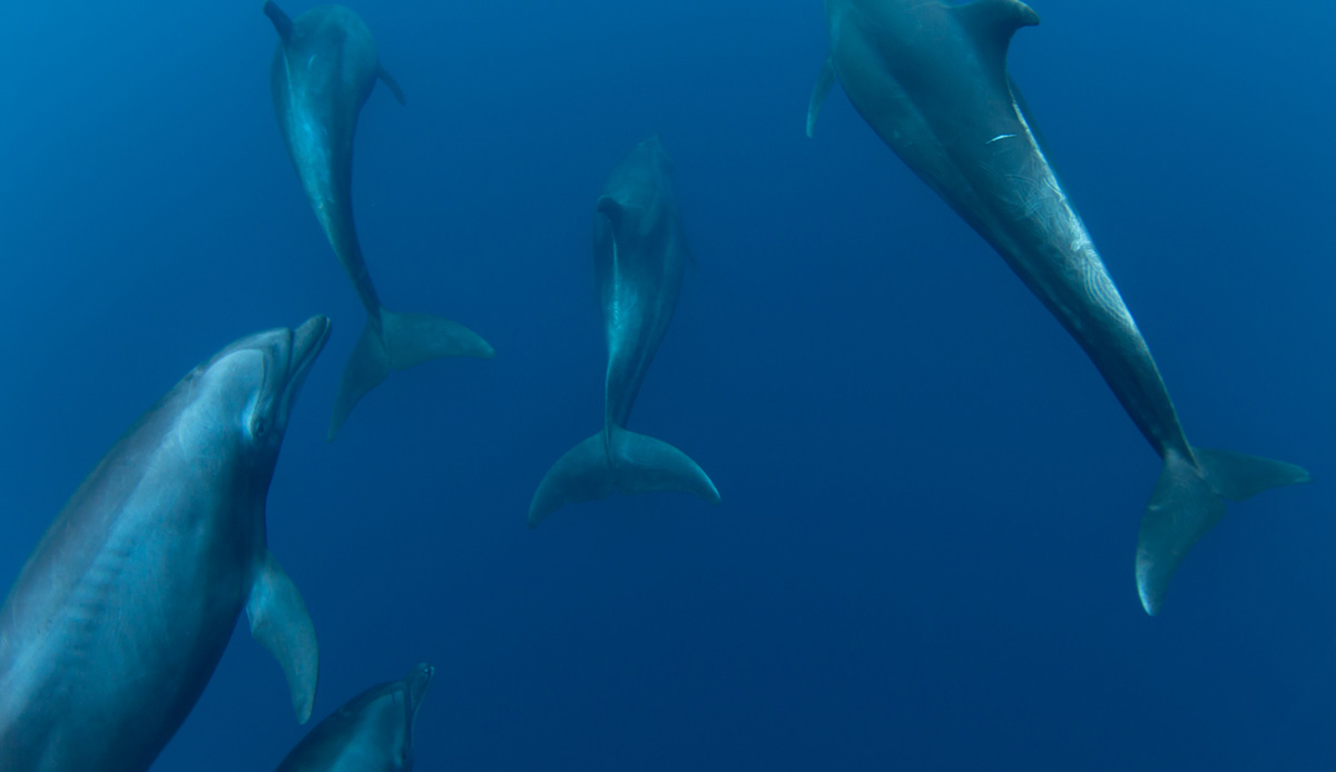 This image from four years ago grew my passion into capturing marine animals in their own environment. I love the interaction I get with dolphins. I spend a lot of my time now
swimming and photographing these amazing creatures. Photo: <a href=\"http://craigparryphotography.com/\">Craig Parry</a>