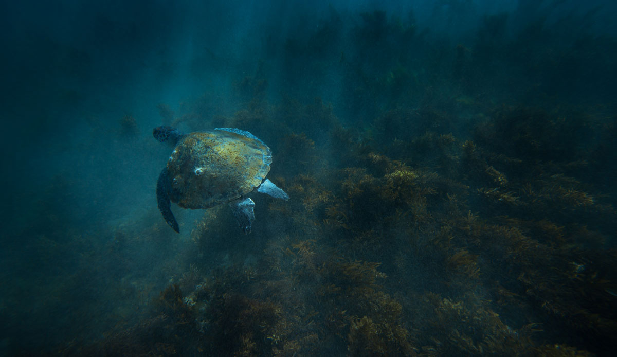 I added this image because I love the mood attached to it. I head to this place when the water is clear enough. I discovered this reef 100m off the beach in Byron Bay and I\'m always blown away by the interaction I get by the sea life here. Photo: <a href=\"http://craigparryphotography.com/\">Craig Parry</a>