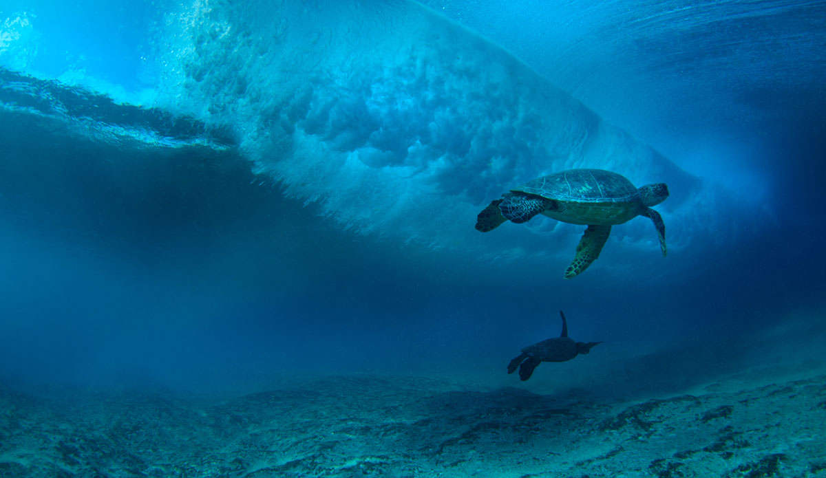 In all my time shooting underwater photography, I\'ve never had such an amazing encounter with turtles like this. In January this year, I headed to Hawaii to really focus 
on my nature photography. We had this magic day at Pipeline where the water was pristine and the swell was small enough to allow the Green Turtles to feed off the reef.
Since photographing them this day, I\'m hooked on capturing these wonderful little eagles of the sea. Photo: <a href=\"http://craigparryphotography.com/\">Craig Parry</a>