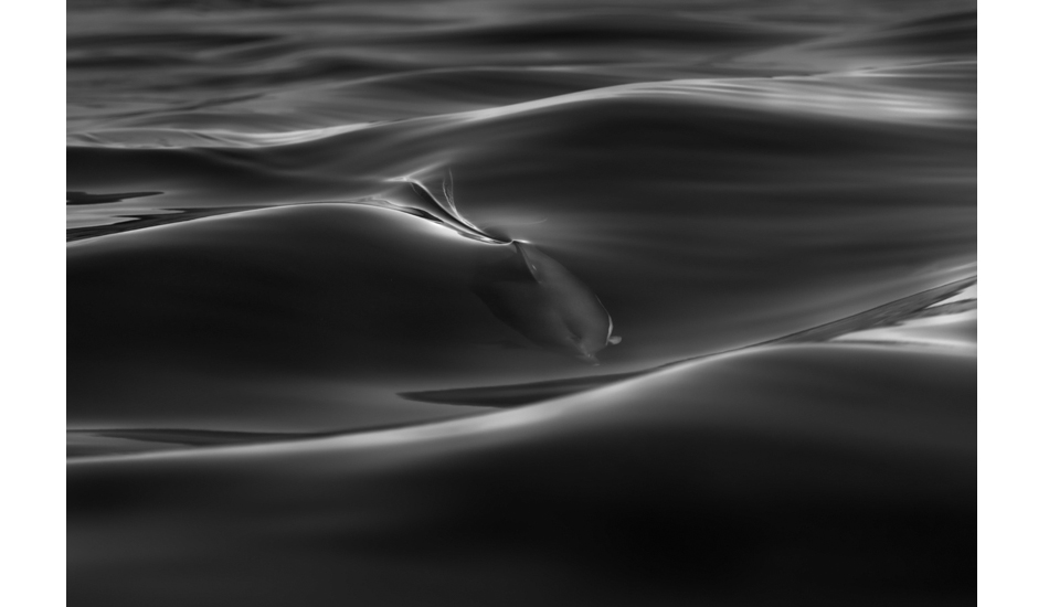 Dolphin silk. Photo: <a href=\"http://www.craigparry.com.au\">Craig Parry</a>