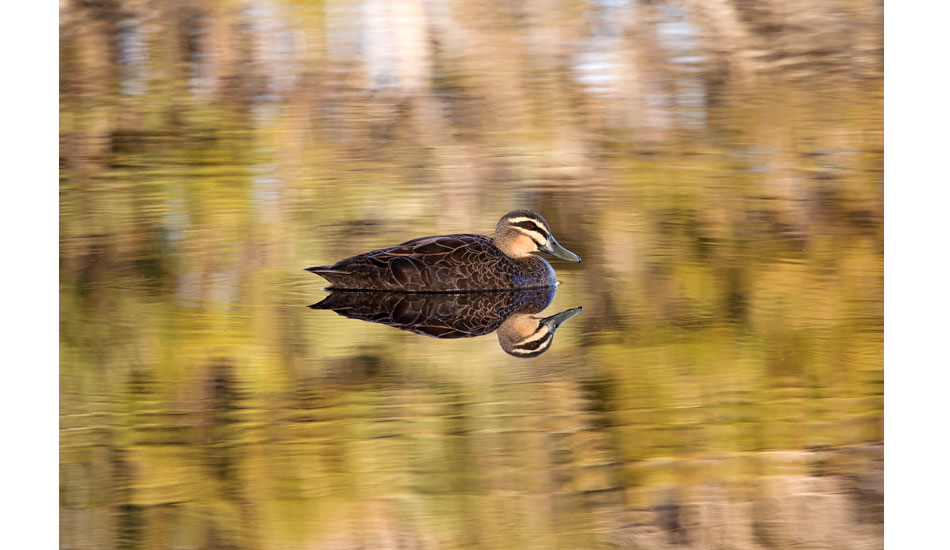 Duck reflection. Photo: <a href=\"http://www.craigparry.com.au\">Craig Parry</a>