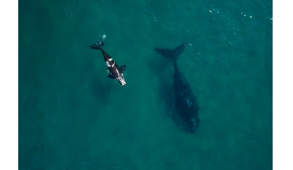 Calf and mother. Photo: <a href=\"http://www.craigparry.com.au\">Craig Parry</a>